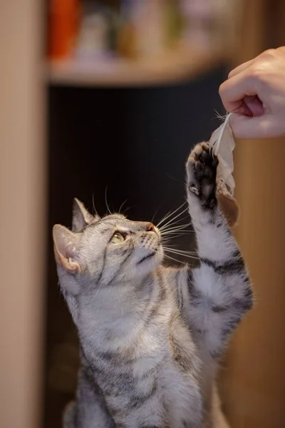 Vacker Grå Katt Sitter Soffan Leker Med Fjäder Och Tittar — Stockfoto