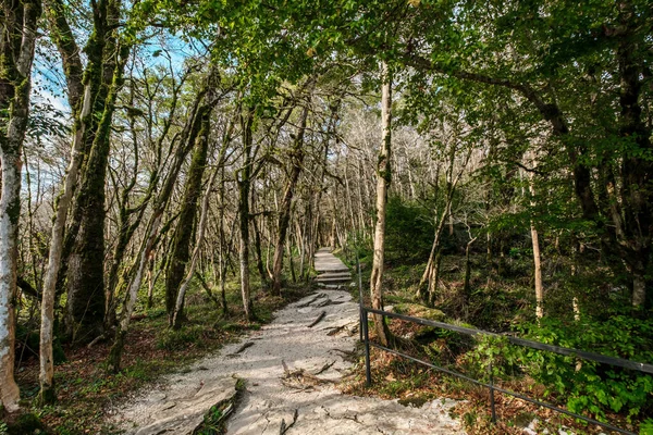 Yew Boxwood Grove Sochi Khosta Russia Yew Tree Boxwood Tree — Stock Photo, Image