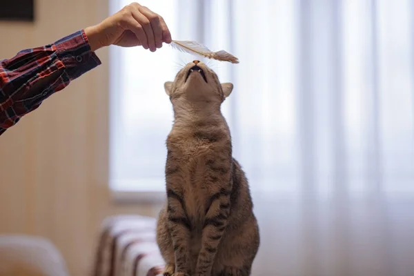 Belo Gato Cinza Está Sentado Sofá Brincando Com Uma Pena — Fotografia de Stock