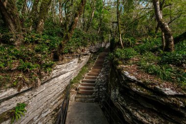 Sochi, Khosta, Rusya 'daki porsuk ağacı koruluğu. Yazın kayaların ve yosunların arasında orman yolu olan porsuk ağacı ve ağaç koruluğu..