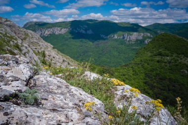 Yaz mevsiminde güzel yeşil bir dağ. Papatya tarlası ve arka planda Rocky Dağları olan kır çiçekleri. Barskaya Polyana, Ukrayna 'nın Sokolinoe köyünün yukarısında.