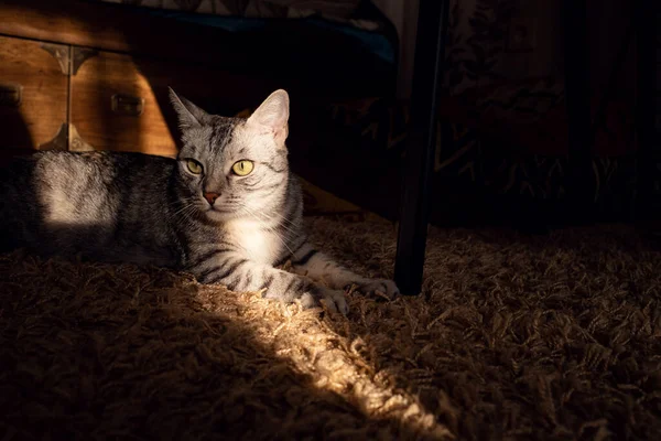 Bonito Gato Cinza Casa Pega Raios Sol Fica Casa Ideia — Fotografia de Stock