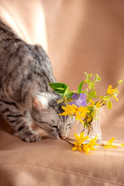 Vårbukett Med Fräscha Blommor Och Nyfiken Kattunge Härlig Kattunge Katten — Stockfoto