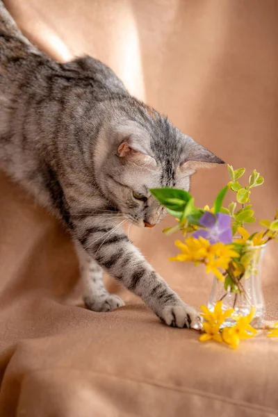 Vårbukett Med Fräscha Blommor Och Nyfiken Kattunge Härlig Kattunge Katten — Stockfoto