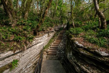 Sochi, Khosta, Rusya 'daki porsuk ağacı koruluğu. Yazın kayaların ve yosunların arasında orman yolu olan porsuk ağacı ve ağaç koruluğu..