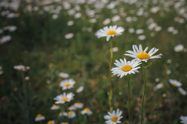 Camomilla Campo Fiori Scena Naturale Con Camomille Fiore Bellissimi Paesaggi — Foto Stock