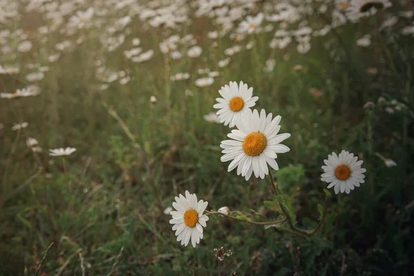 Chamomile Field Flowers Nature Scene Blooming Chamomilles Beautiful Landscapes — Stock Photo, Image