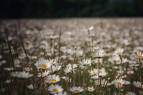 Kamillenfeld Blüht Der Natur Mit Blühenden Kamillen Schöne Landschaften — Stockfoto