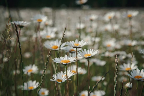 Camomilla Campo Fiori Scena Naturale Con Camomille Fiore Bellissimi Paesaggi — Foto Stock