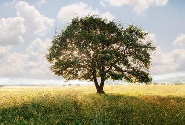 Gün batımında mavi gökyüzüne karşı yalnız bir ağaç. Yaz manzarası. Günbatımı arpa tarlasında yalnız bir ağaç. Köyde.