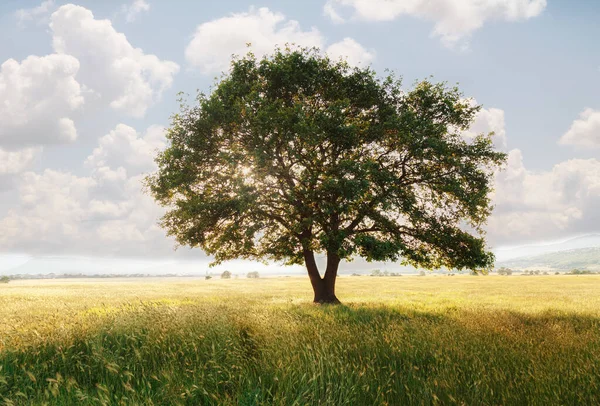 Lonely tree against a blue sky at sunset. summer landscape with a lone tree at sunset barley field in the village