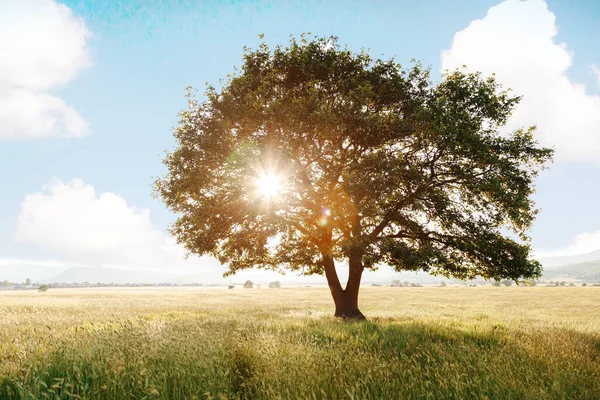 Самотнє Дерево Фоні Блакитного Неба Заході Сонця Літній Пейзаж Самотнім — стокове фото