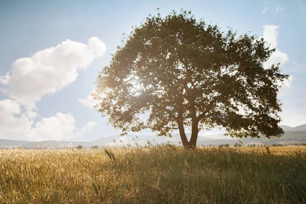 Gün Batımında Mavi Gökyüzüne Karşı Yalnız Bir Ağaç Yaz Manzarası — Stok fotoğraf