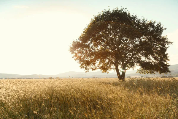 Lonely tree against a blue sky at sunset. summer landscape with a lone tree at sunset barley field in the village