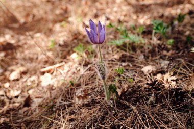 Bahar çiçekleri. Ormandaki ilk bahar çiçeklerinin çalısı. Çiçekler otları hayal eder. Dağ ormanlarında çuha çiçekleri.
