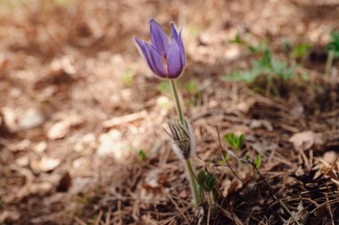 Bahar çiçekleri. Ormandaki ilk bahar çiçeklerinin çalısı. Çiçekler otları hayal eder. Dağ ormanlarında çuha çiçekleri.