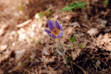 Bahar çiçekleri. Ormandaki ilk bahar çiçeklerinin çalısı. Çiçekler otları hayal eder. Dağ ormanlarında çuha çiçekleri.