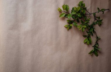 Boş kahverengi Kraft kağıt arka planında yeşil taze dallar. Düz yerde, üst tarafta. Minimal Mockup Sınır Tasarımı. Çevre dostu geri dönüşümlü materyaller.