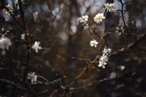 Branche Florissante Avec Des Fleurs Prune Cerise Arbre Fleurs Idée — Photo