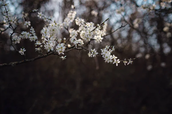Квітуча Гілка Квітами Вишневої Сливи Квітуче Дерево Ідея Концепція Весни — стокове фото