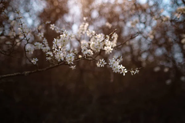 Blommande Gren Med Blommor Körsbärsplommon Blommande Träd Idé Och Koncept — Stockfoto