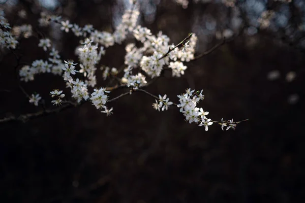 Blommande Gren Med Blommor Körsbärsplommon Blommande Träd Idé Och Koncept — Stockfoto