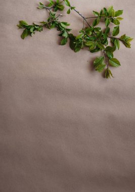 Boş kahverengi Kraft kağıt arka planında yeşil taze dallar. Düz yerde, üst tarafta. Minimal Mockup Sınır Tasarımı. Çevre dostu geri dönüşümlü materyaller.