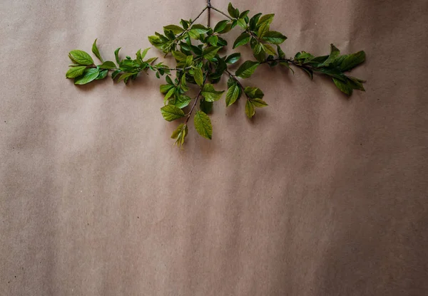 Grüne Frische Zweige Auf Braunem Kraftpapier Hintergrund Flache Lage Draufsicht — Stockfoto