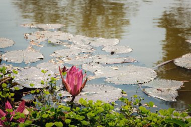 Sukhothai Tarih Parkı, Tayland 'da bir UNESCO Dünya Mirası Alanı. 800 yıl önce Tayland 'ın eski bir kasabasında