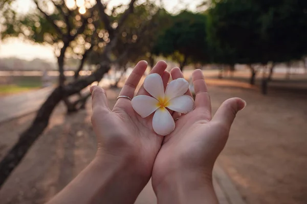 Mani Femminili Con Fiore Plumeria Tropicale Asia Mano Donna Che — Foto Stock