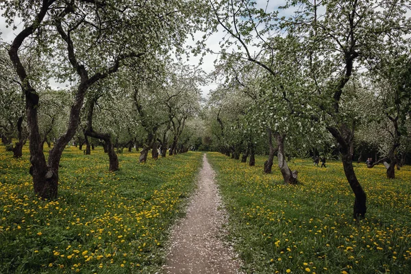 Manzanos Florecientes Entre Campo Dientes León Kolomenskoye Parque Moscú — Foto de Stock