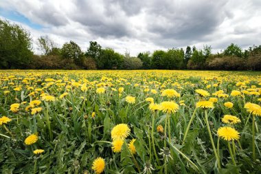 Moskova 'daki Kolomenskoye Parkı' nda elmalar ve karahindibalar. Bulutlu bir günde çiçek açan sarı karahindibalar.