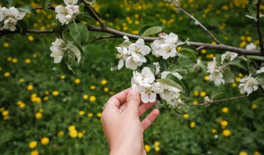 Güzel bir kadın eli çiçek açan bir elma ağacının dalına dokunur.