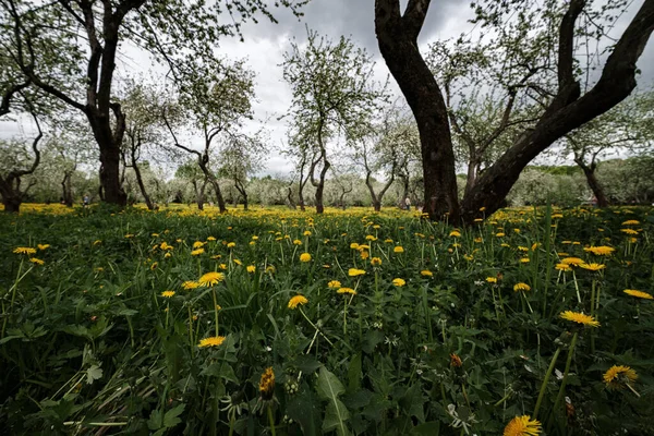 Manzanos Florecientes Entre Campo Dientes León Kolomenskoye Parque Moscú — Foto de Stock