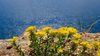 Güneşli bir günde, denizin kenarındaki tepede sarı çiçekler.