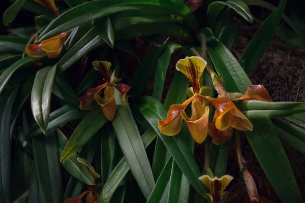Прекрасна Екзотична Квіткова Орхідея Оранжереї Таїланді Офіційний Сайт Inthanon Lady — стокове фото