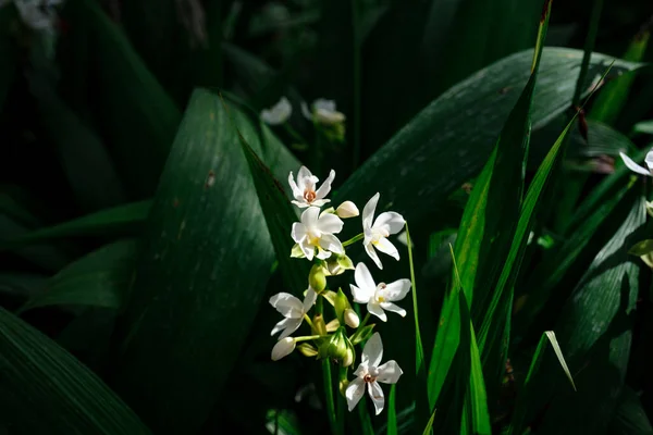 Belle Orchidée Fleurs Exotiques Dans Une Serre Thaïlande — Photo