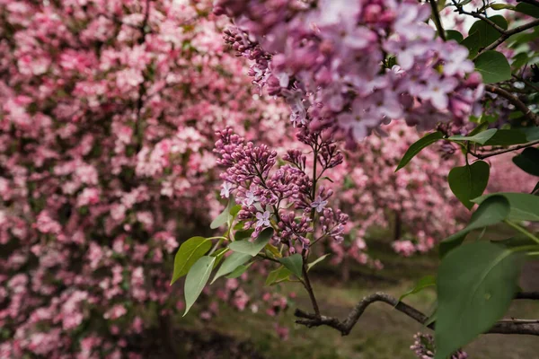 Pink Flowers Apple Trees Spring Kolomenskoye Park Moscow Picturesque Garden — Stock Photo, Image