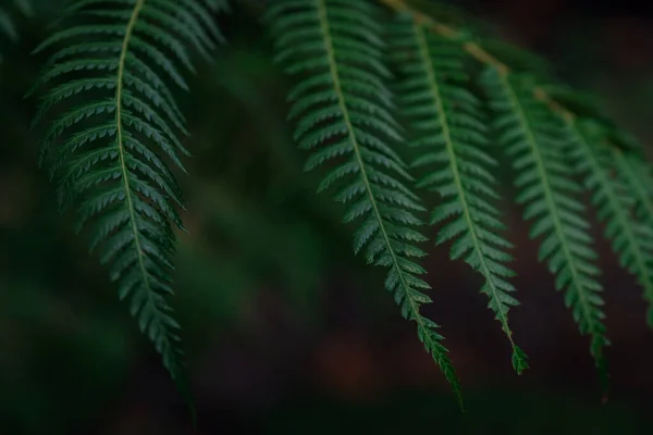 Samambaia Verde Escura Parque Nacional Tailândia Royal Garden Siribhume Parque — Fotografia de Stock