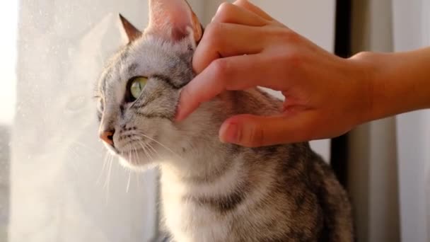 Um belo gato cinza senta-se em um peitoril da janela, uma mão feminina acaricia . — Vídeo de Stock