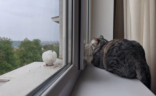 Kabarık Gri Bir Kedi Beyaz Bir Güvercin Birbirlerine Pencereden Bakıyorlar — Stok fotoğraf