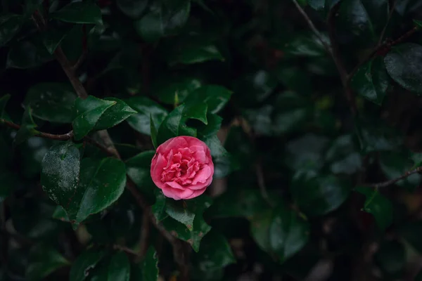 Rosa Bela Aumentou Contexto Folhagem Verde Conceito Primavera Frescura — Fotografia de Stock