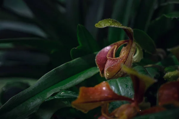 Schöne Exotische Blumenorchidee Einem Gewächshaus Thailand Ort Inthanon Lady Slipper — Stockfoto