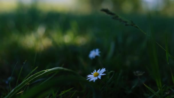 夏天田野草地上的白色小雏菊花 甘菊场的场景 室外风舞和花舞 — 图库视频影像