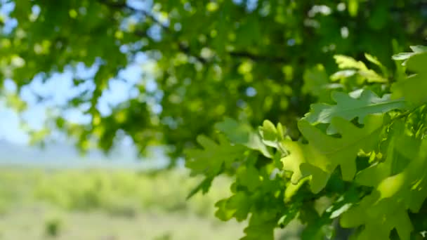 春天的时候 嫩绿的叶子落在一棵又大又壮的橡树枝头上 还有灿烂的太阳 橡木的叶子的叶子特写 花纹叶 — 图库视频影像