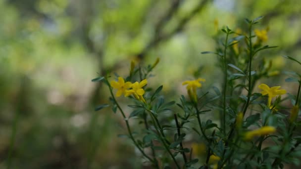 Prato Bonito Com Flores Selvagens Hora Verão Campo Flores Verão — Vídeo de Stock