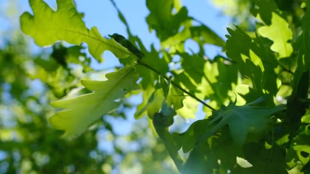 春天的时候 嫩绿的叶子落在一棵又大又壮的橡树枝头上 还有灿烂的太阳 橡木的叶子的叶子特写 花纹叶 — 图库视频影像