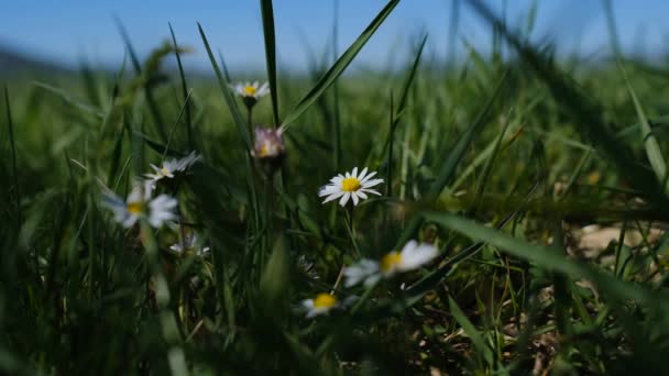 Weiße Kleine Gänseblümchen Blühen Auf Sommerwiesen Szene Aus Dem Kamillenfeld — Stockvideo