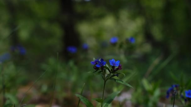 Schöne Wiese Mit Wilden Blumen Zur Sommerzeit Sommerblumenfeld Löwenzahn Blüht — Stockvideo