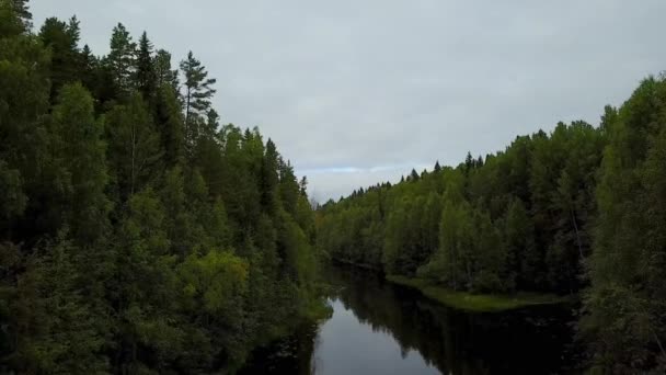 Alberi Della Foresta Fiume Dall Alto Bellissimo Volo Sul Fiume — Video Stock